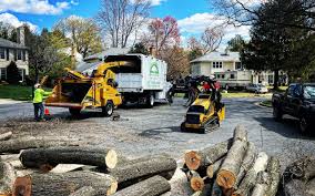 Best Arborist Consultation Services  in Gassville, AR