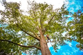 How Our Tree Care Process Works  in  Gassville, AR