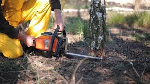 Best Mulching Services  in Gassville, AR