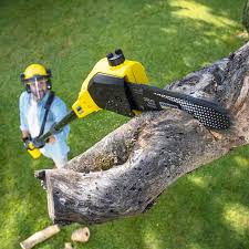 Best Tree Removal Service  in Gassville, AR