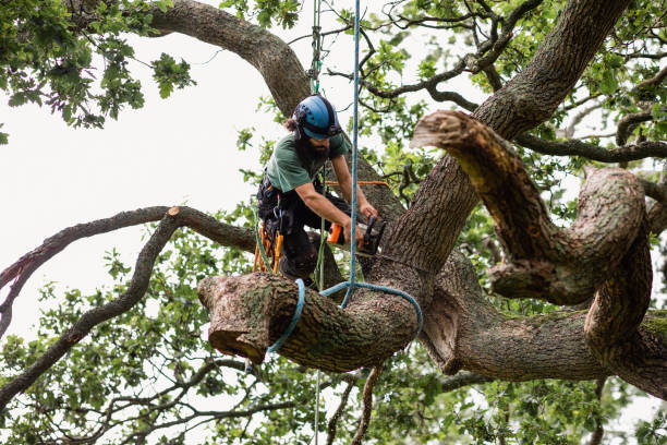 Best Root Management and Removal  in Gassville, AR