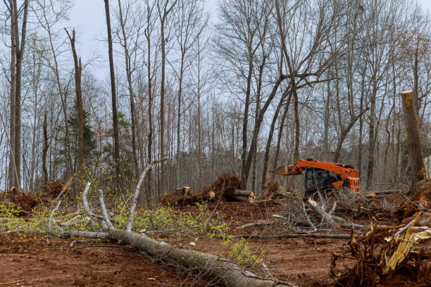 Best Lot and Land Clearing  in Gassville, AR