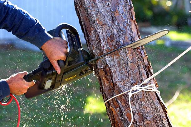 Best Fruit Tree Pruning  in Gassville, AR