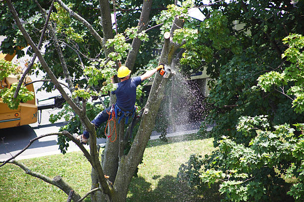 Trusted Gassville, AR Tree Services Experts