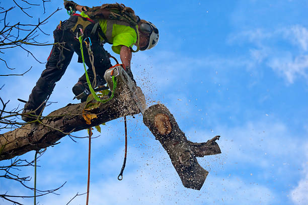 Best Hedge Trimming  in Gassville, AR